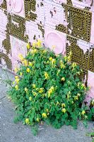 Corydalis lutea growing from pavement agaist old, colourful tiled wall, West London, England, UK
