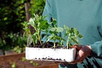 Man holding organic Broad Bean 'Bunyards Exhibition' seedlings in a polystyrene container