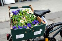 Primula and other plants in a cardboard box on the back of a bicycle, Highbury, London, England, UK