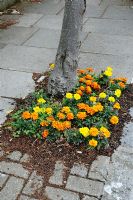 Tagetes patula - French Marigolds planted in a tree pit Highury North London England UK