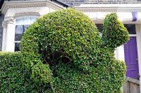 Topiary privet cat cut into hedge in front of terraced house in Highbury, North London, England, UK