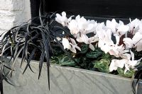 White Cyclamen and Ophiopogon planiscapus 'Nigrescens' - Black Mondo Grass in galvanised steel window box, Marylebone, London, England UK