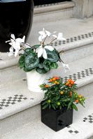 Cyclamen in white pot with Solanum capsicastrum - Winter Cherry in black pot on black and white steps Marylebone, London, UK