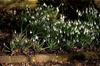 Galanthus - Snowdrops in early spring border. Mitchmere Farm, Sussex 

