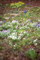 Stone steps up bank through drifts of Crocus, Iris, Eranthis hyemalis - Winter Aconite and Galanthus nivalis - Snowdrops. Mitchmere Farm, Sussex