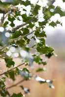 Ilex aquifolium - Holly in winter. Mitchmere Farm, Sussex