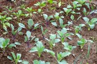 Young Brassica oleracea - Kholrabi in kitchen garden

