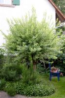 Salix integra 'Hakuro Nishiki' underplanted with Rosmarinus officinalis - Rosemary