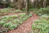 Path through woodland garden with Galanthus - Snowdrops and Helleborus in early spring, Pembury House, Clayton 