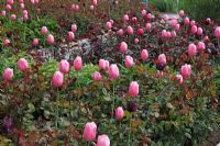 Tulipa 'Pink Impression' in Rosa - Rose border
