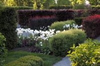 Hedge labyrinth of clipped Spiraea x cinerea, Berberis thunbergia 'Atropurpurea', Fagus sylvatica 'Purpurea' with Tulipa 'White Triumphator'
