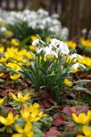Galanthus nivalis - Snowdrops with Eranthis hyemalis - Winter Aconites