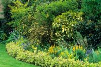 Mixed border with yellow foliage and flower theme. Aucuba japonica, Symphytum, Berberis, Erysimum cheiri 'Harpur Crewe', Mahonia