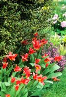 Dwarf Tulipa - Tulips growing around base of variegated Buxus - Box