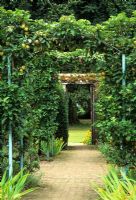 Malus- Apple trees trained over pergola in walled garden