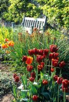 Tulipa in the hot colour borders in spring