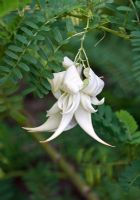 Clianthus puniceus 'Albus'. Lobster claw or Parrot's bill. Madeira, April