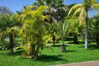 The Palm Garden, Jardim Botanico, Madeira. Palms include Brahea, Chambeyronia, Phoenix, Washington, Howea and Livistona, April.