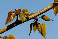 Populus balsamifera - Balsam Poplar leaves against blue sky