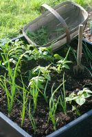 Weeding small vegetable bed with Allium - Onions and Solanum - Potatoes