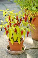 Capsicum - Pepper 'Apollo' with ripening fruits growing in pot on patio