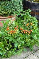 Tomato 'Losetto'  -  Bush Tomatoes growing in pot on patio