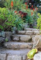Stone steps at Tresco Abbey Garden in March with Aloe arborescens