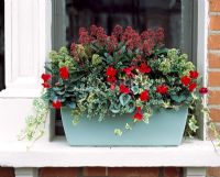 Window box with Skimmia, Hedera - Ivy and Cyclamen
