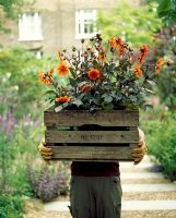 Gardener holding large wooden crate of Dahlia ready for planting