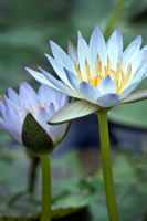 Nymphaea - tropical, blue Waterlily