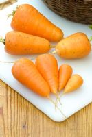 Daucus carota - Carrot 'Oxheart'