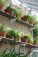 Terracotta pots on shelves with Chlorophytum comosum and Asparagus densiflorus - Osborne House, Isle of Wight