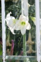 Amaryllis 'Picotee', through a greenhouse window