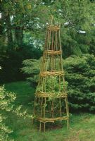 Willow obelisk