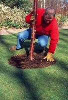 Prevent weeds around the base of a tree with a fabric mulch mat