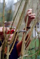 Taking Forsythia cuttings - Prepare the cutting by removing the leaves and nipping off the soft growth at the tip and trim to 30cm 