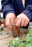 Potting on - If there is a great mass of congested roots with no compost visible, tease them out under water and plant up immediately