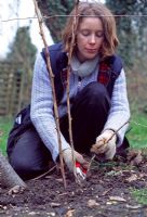 Pruning raspberry canes - Prune old branches close to soil level to encourage strong shoots from the base
