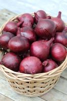 Onions 'Karmen'