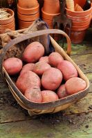 Solanum tuberosum 'Rooster' potatoes in a wooden trug