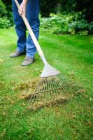 Woman raking moss from lawn