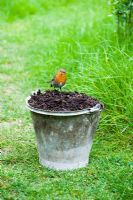 Robin on bucket of garden compost