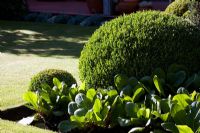 Clipped Buxus - Box topiary in border with Bergenia 'Silberlicht' - Elephants Ear foliage. Christchurch, New Zealand
 