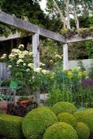 Wooden pergola with Vitis vinifera 'Purpurea', Rosa 'Greensleeves'. Clipped Buxus - Box topiary, Dianthus barbatus 'Sooty', Euphorbia characias and purple Salvia. in the foreground. Christchurch, New Zealand