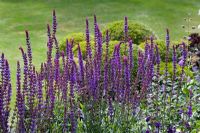 Salvia - Ornamental Sage with blue Clematis integrifolia in foreground. Christchurch, New Zealand