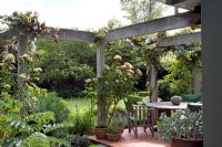 Country garden and terrace under wooden pergola with Vitis vinifera 'Purpurea' and Rosa 'Greensleeves'. Melianthus in foreground, Sedum in pot. Christchurch, New Zealand