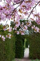 Path leading trough Yew archway and hedge Taxus baccata Prunus sargentii - Cherry blossom Slottsträdgården, Sweden 