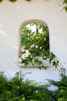 White washed wall in Mediterranean style garden courtyard with arched 'window'. Taxus - Yew and white Rosa - Rose