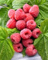 Rubus idaeus 'Malling Promise' - Picked raspberries