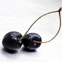 Prunus avium 'Kordia' - Two cherries